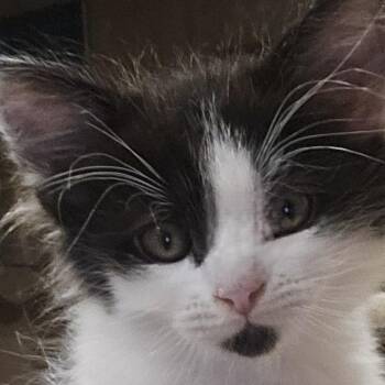 Renegade -  Domestic Short Hair Cat for Adoption in Los Angeles, California - Renegade | PetCurious