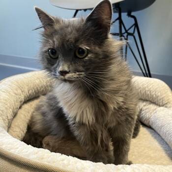 Domestic Long Hair Cats Available for Adoption in Greensboro, North Carolina - Easy | PetCurious