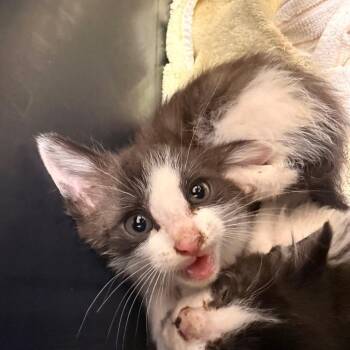 Gertrude -  Domestic Short Hair Cat for Adoption in Chattanooga, Tennessee - Gertrude | PetCurious