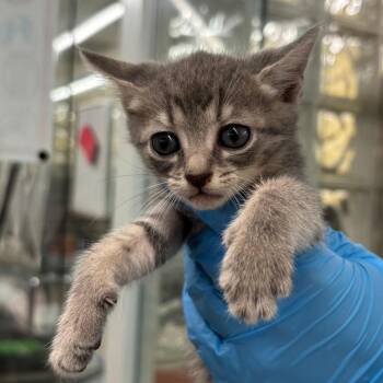 Domestic Short Hair Cats Available for Adoption in West Palm Beach, Florida - Willa | PetCurious