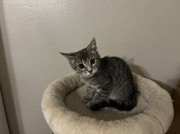 Rescue Domestic Short Hair and Tabby Cats for Adoption in Dallas, Texas - Johnny | PetCurious