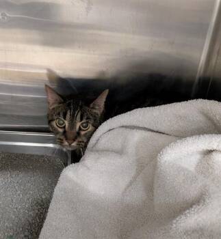 Rescue Domestic Short Hair Cats for Adoption in St. Peters, Missouri - A514502 | PetCurious