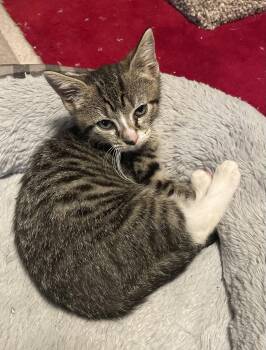 Scrapper -  Domestic Short Hair Cat for Adoption in Trenton, New Jersey - Scrapper | PetCurious