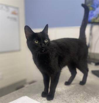 KITTY -  Domestic Short Hair Cat for Adoption in Loveland, Colorado - KITTY | PetCurious