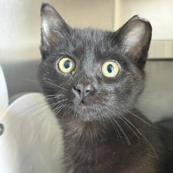 Kendall -  Domestic Medium Hair Cat for Adoption in Fort Bragg, California - Kendall | PetCurious