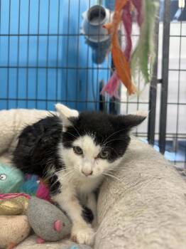 Rescue Domestic Short Hair Cats for Adoption in Ashville, Ohio - Ninja (Kitty) | PetCurious