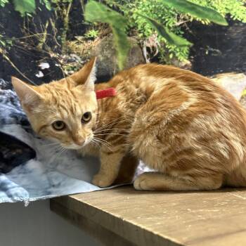 Ironwoman -  Domestic Short Hair Cat for Adoption in Normal, Illinois - Ironwoman | PetCurious