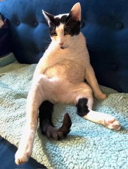 Domestic Short Hair Cats Available for Adoption in New York, New York - JAG | PetCurious