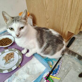 Domestic Short Hair Cats Available for Adoption in Richmond, Virginia - Curtain Call | PetCurious