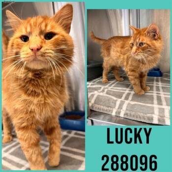 Domestic Long Hair Cats Available for Adoption - LUCKY | PetCurious
