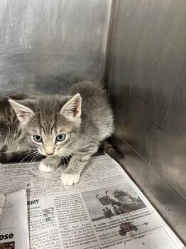 Aaron -  Domestic Short Hair Cat for Adoption in Hopkinsville, Kentucky - Aaron | PetCurious