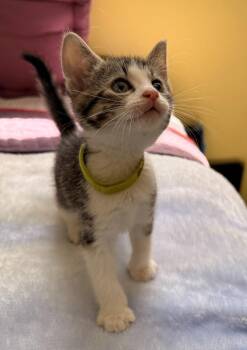 Bobby -  Domestic Short Hair Cat for Adoption in Pomona, New York - Bobby | PetCurious