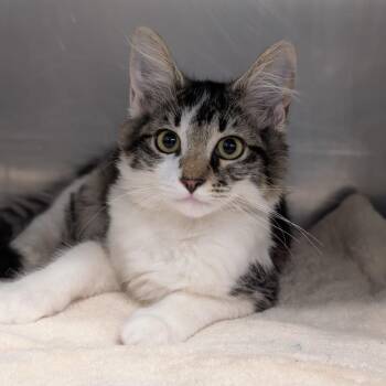 Dusty Bottoms -  Domestic Medium Hair Cat for Adoption in Spokane, Washington - Dusty Bottoms | PetCurious