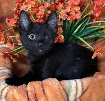 6/17/26 Pepper -  Domestic Short Hair Cat for Adoption in Stillwater, Oklahoma - 6/17/26 Pepper | PetCurious