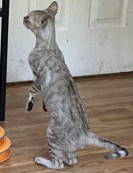Moza -  Egyptian Mau Cat for Adoption in Wolcott, Connecticut - Moza | PetCurious