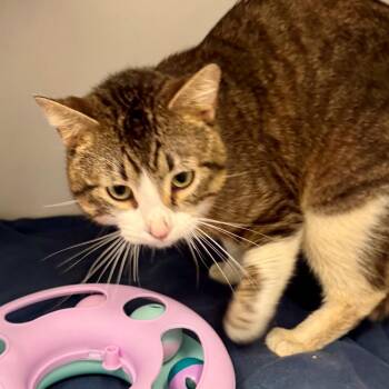 Domestic Short Hair Cats Available for Adoption in Hawthorne, California - ZuZu | PetCurious