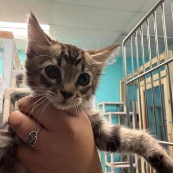 Polka -  Domestic Short Hair Cat for Adoption in Lake Jackson, Texas - Polka | PetCurious