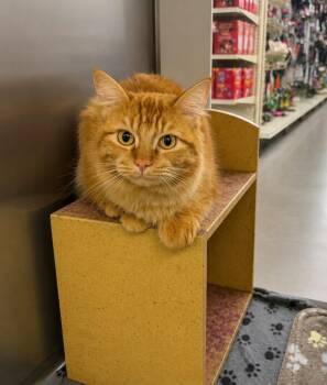 Leough -  Domestic Long Hair Cat for Adoption in Fort Lupton, Colorado - Leough | PetCurious