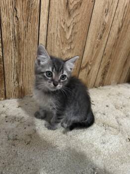 Rescue Tabby Cats for Adoption in Pasco, Washington - Orion | PetCurious