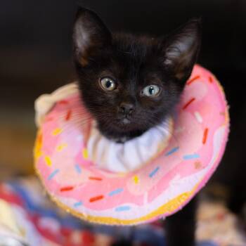 Pippin -  Domestic Short Hair Cat Available for Adoption - Pippin | PetCurious