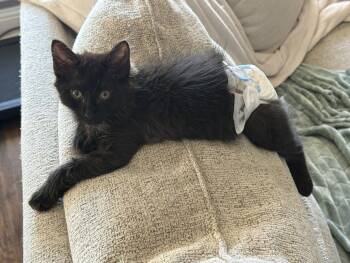 Rescue Manx Cats for Adoption in Lucas, Texas - Rafiki | PetCurious