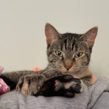 Domestic Short Hair Cats Available for Adoption - Kitty Witty | PetCurious
