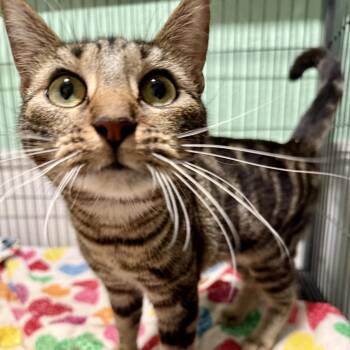 Honeydew -  Domestic Short Hair Cat for Adoption in NEW PT RICHEY, Florida - Honeydew | PetCurious