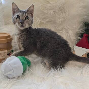 Rescue Domestic Short Hair Cats for Adoption in Elfin Forest, California - Maomao* | PetCurious