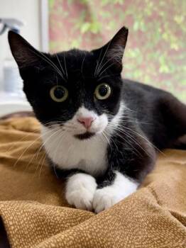 Sable -  Domestic Short Hair Cat for Adoption in San Antonio, Texas - Sable | PetCurious