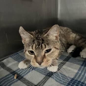 Domestic Short Hair Cats Available for Adoption - Buttons | PetCurious