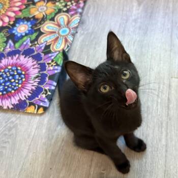 Otter -  Domestic Short Hair Cat for Adoption in Houston, Texas - Otter | PetCurious