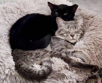 Domestic Short Hair Cats Available for Adoption in Dallas, Texas - Credit 0124 | PetCurious