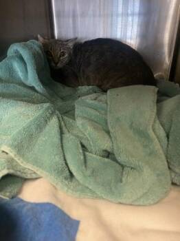 Suicune -  Domestic Short Hair Cat for Adoption in Chamblee, Georgia - Suicune | PetCurious