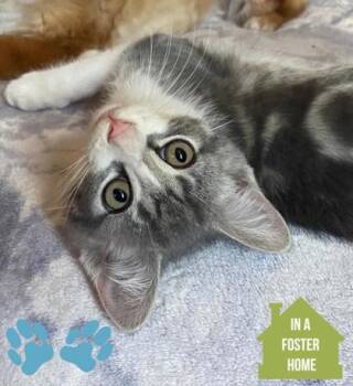 Mad Max -  Domestic Short Hair Cat for Adoption in Sacramento, California - Mad Max | PetCurious