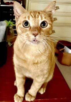 Rescue Domestic Short Hair Cats for Adoption in Fort Worth, Texas - Maple (pre Adopt) | PetCurious