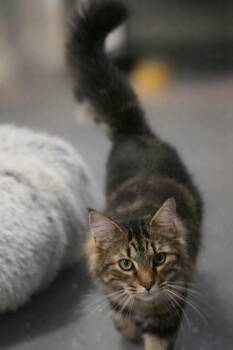 Domestic Long Hair Cats Available for Adoption in Miami, Oklahoma - Mr Muffin Man | PetCurious