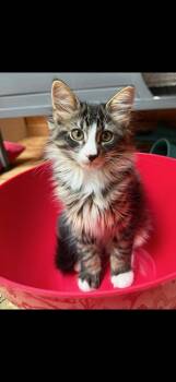 Archie -  Domestic Long Hair Cat for Adoption in Syosset, New York - Archie | PetCurious