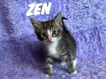 Rescue Domestic Short Hair Cats for Adoption in Rutherfordton, North Carolina - Zen | PetCurious