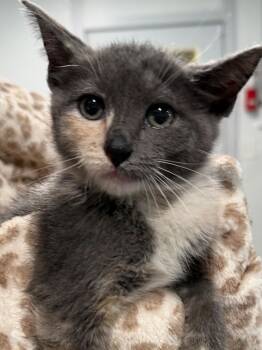 June 26 -  Tortoiseshell and Domestic Short Hair Cat for Adoption in Brookhaven, Mississippi - June 26 | PetCurious