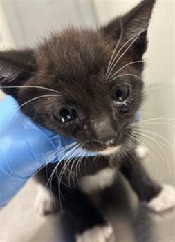 MUFFIN -  Domestic Short Hair Cat for Adoption in Ontario, California - MUFFIN | PetCurious