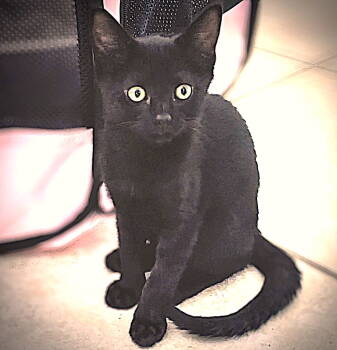 Rescue Domestic Medium Hair Cats for Adoption in Fort Myers, Florida - Velcro | PetCurious