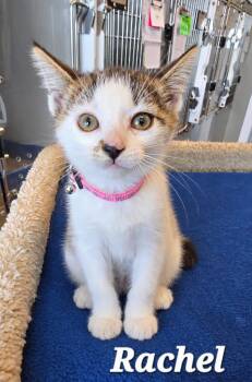 Rachel -  Domestic Medium Hair Cat for Adoption in Sidney, Ohio - Rachel | PetCurious
