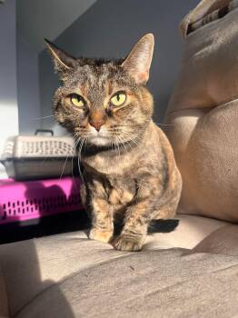 Elsa -  Domestic Short Hair Cat Available for Adoption in Terrebonne, Quebec - Elsa | PetCurious