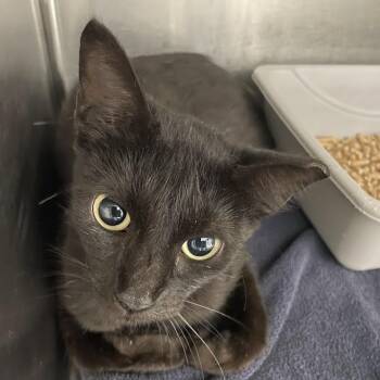 Zephyr -  Domestic Short Hair Cat for Adoption in Port Charlotte, Florida - Zephyr | PetCurious