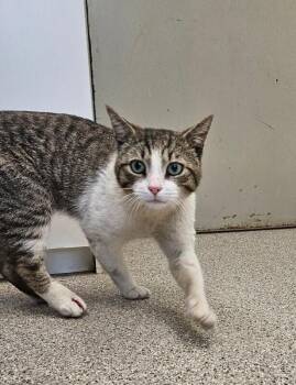 Domestic Short Hair Cats Available for Adoption in Disputanta, Virginia - Thumper | PetCurious