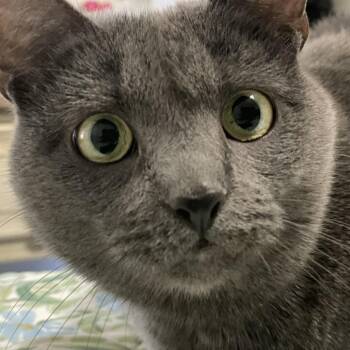 Cannoli -  Domestic Short Hair Cat for Adoption in Harrisonburg, Virginia - Cannoli | PetCurious
