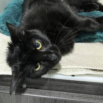 Angelina Jolie -  Domestic Short Hair Cat for Adoption in Oak Park, Illinois - Angelina Jolie | PetCurious