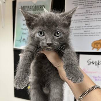 Mr. Brightside -  Domestic Medium Hair Cat for Adoption in Birmingham, Alabama - Mr. Brightside | PetCurious