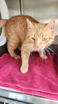 Domestic Short Hair Cats Available for Adoption in Cortland, New York - Goose | PetCurious