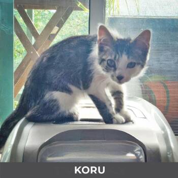 Koru -  Domestic Short Hair Cat for Adoption in Toronto, Ontario - Koru | PetCurious